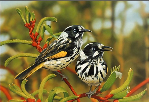 71423-beautiful-birds-beautiful-birds-wallpapers3