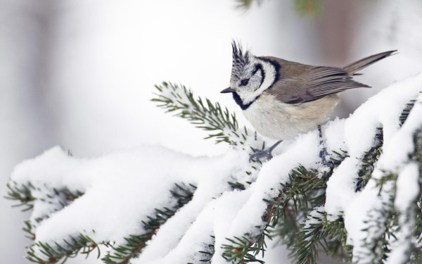 Bird-in-winter-wallpaper_74827