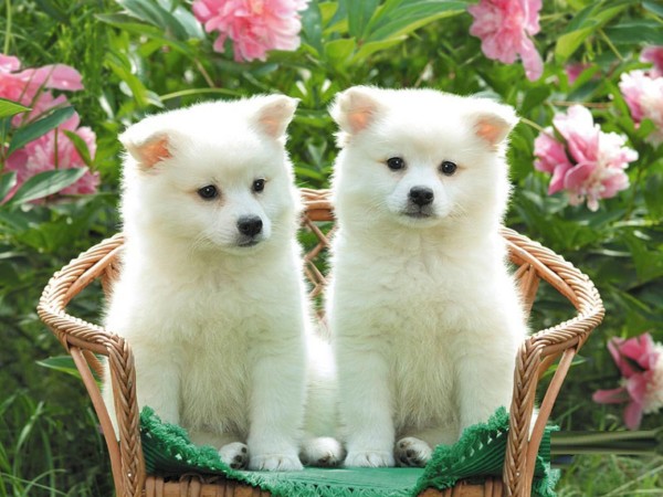 cute puppies