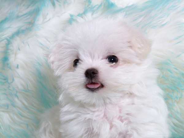 cute puppy