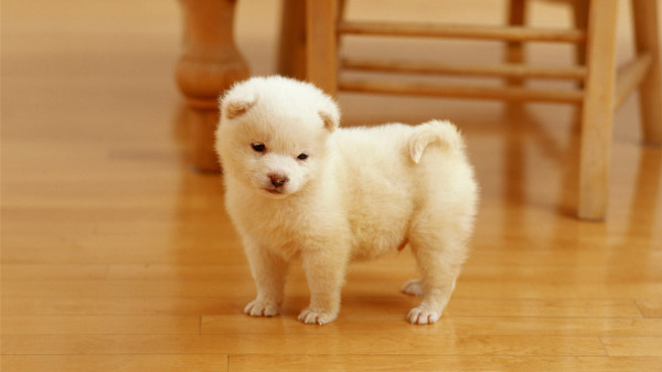 cute puppy