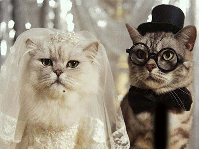 wedding cats images