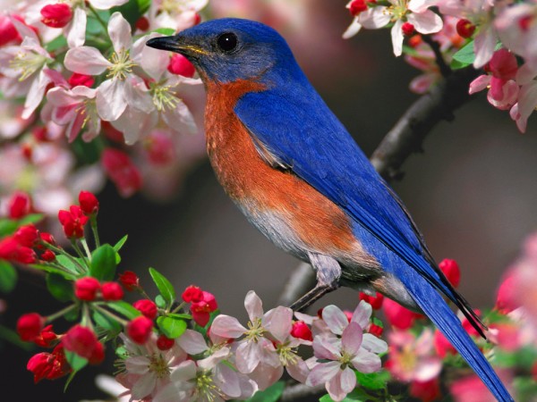 BRIGHT-PINK-FLOWERS-TREE-WITH-BLUE-BIRD