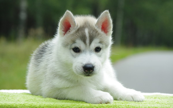 cute puppy