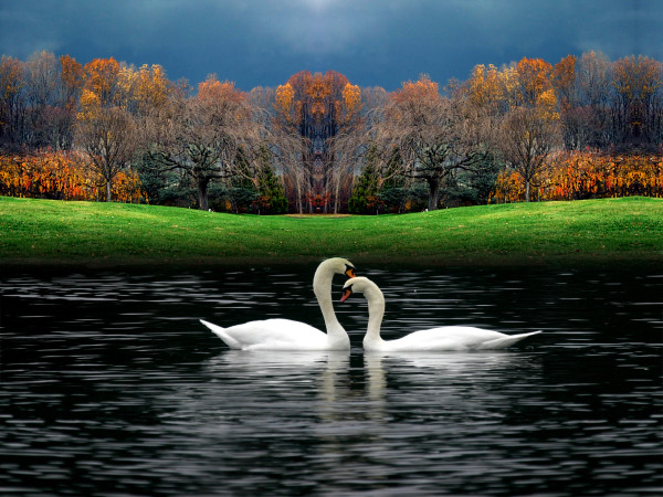 Love-Birds-Swan334