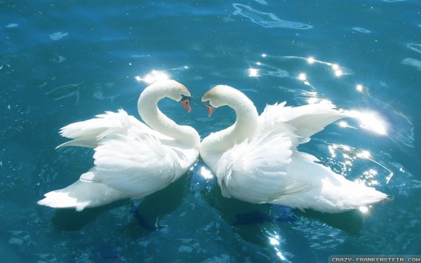 Love-Birds-Wallpaper-1280x800 1