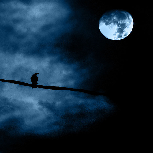 Bird in Dark Night Image