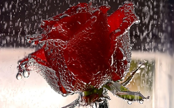 red rose