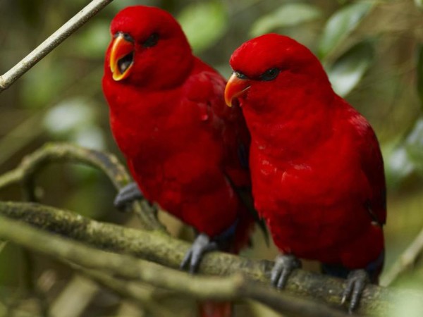 Red_Birds_Wallpaper_1eh0i67