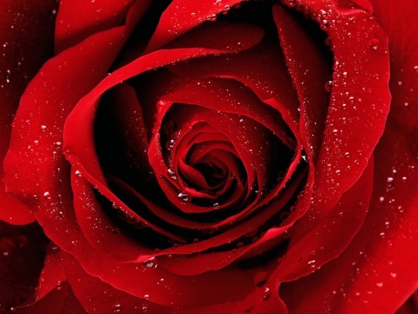 red rose