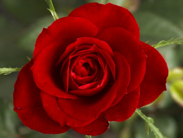 red rose