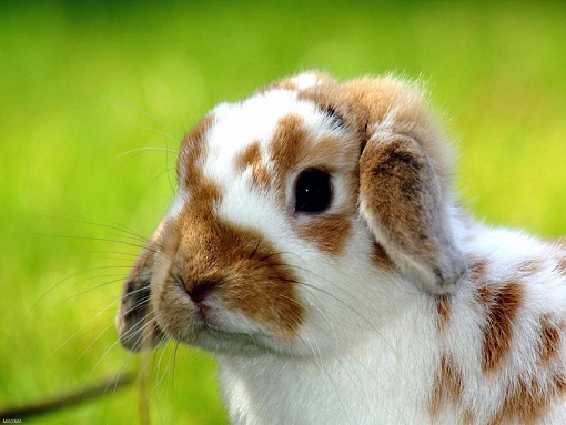 animals-pictures-cute-rabbit