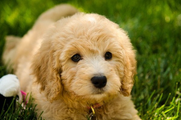 cute puppy