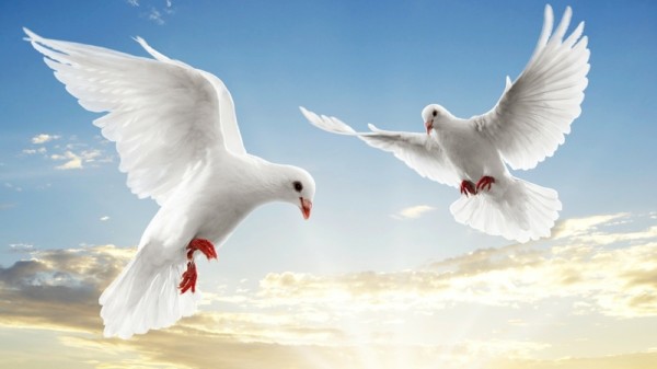 birds animals doves 1920x1080 wallpaper_www.wall321.com_599