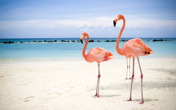 birds-wallpapers1920x1200-flamingo-birds-desktop-wallpapers-and-stock-photos-xutsuvzr0