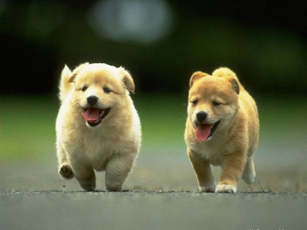 cute puppy pictures download