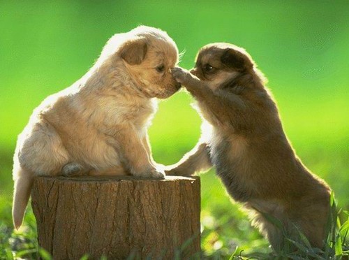 cute puppies