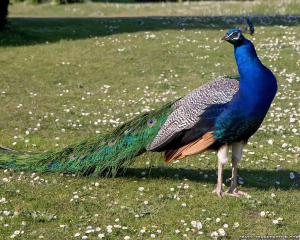 peacock-bird-wallpaper