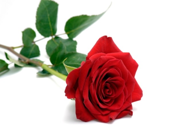 red_rose_rent