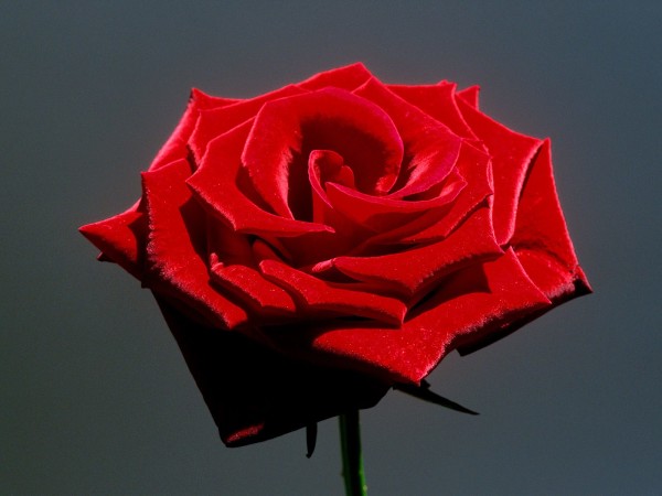 redrose