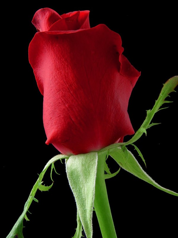 red rose