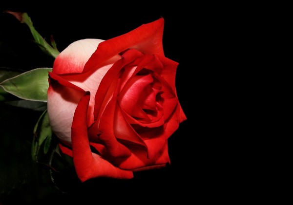 red rose