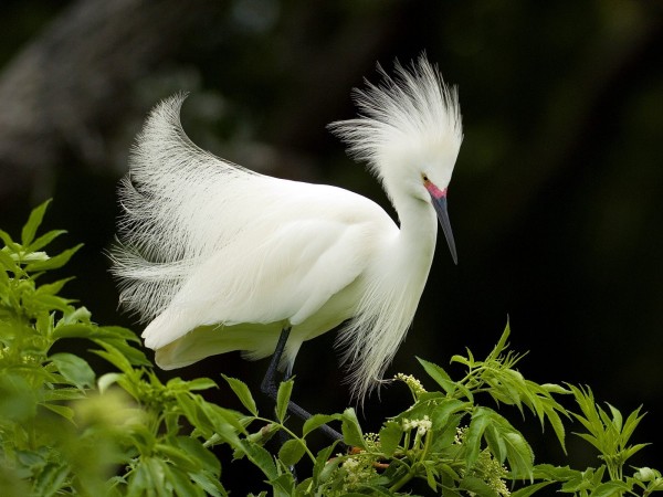 snowy_egret_in_breeding_plumage_wallpaper_birds_animals_wallpaper_1600_1200_4650