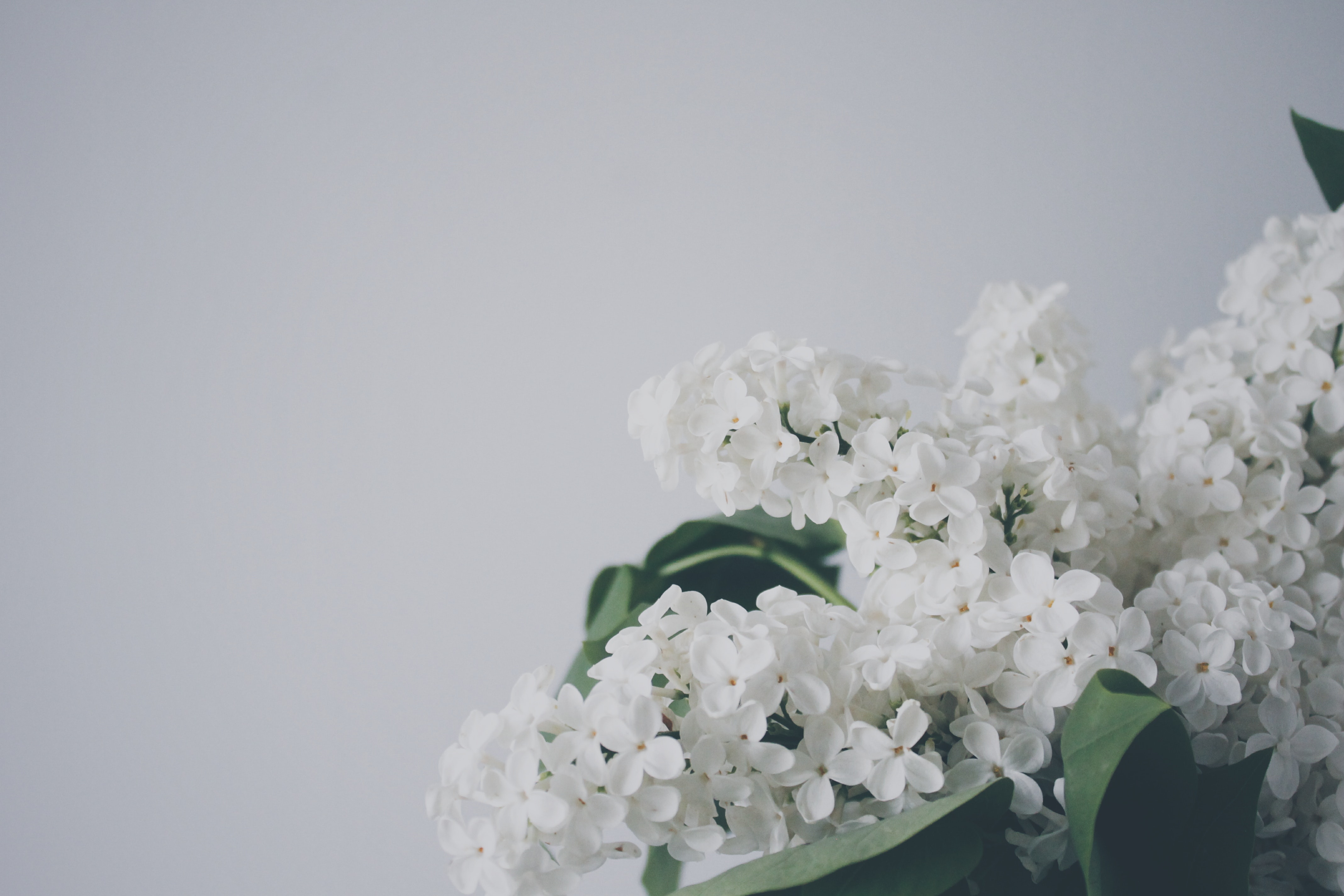 white flower aesthetic