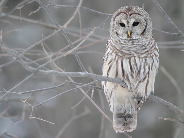 winter_birds_owls_desktop_1600x1200_hd-wallpaper-114676634