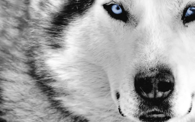 wolf wallpapers for pc