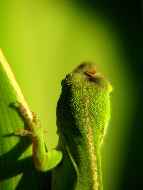 green wallpaper