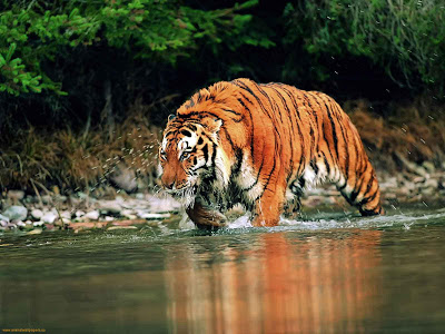 tiger pictures download