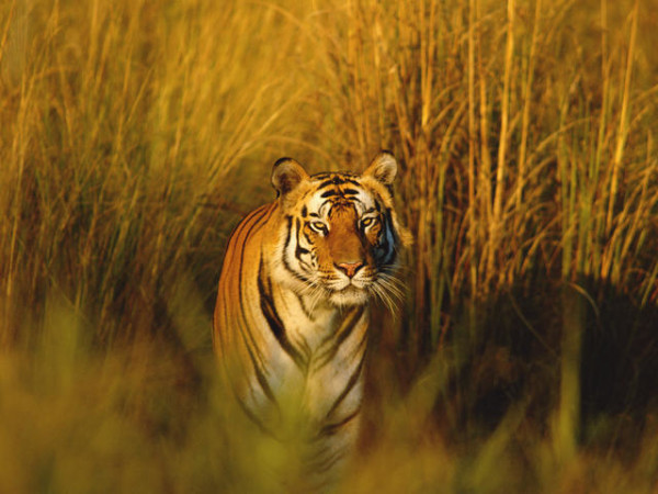 tiger pictures in forest 