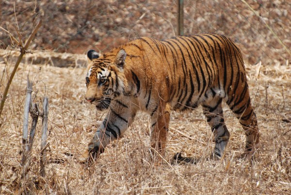 Walking Bengal tiger images