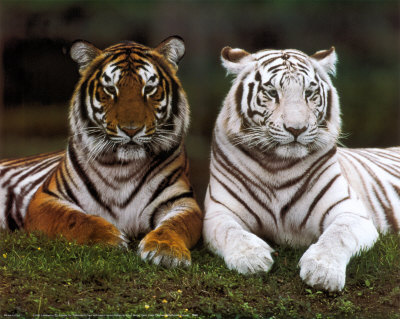 bengal tiger photos