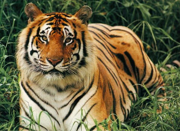bengal tiger wallpaper download 