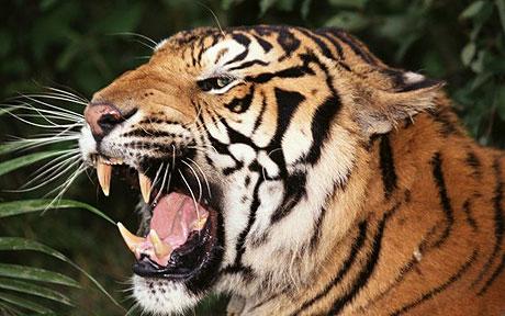 tiger teeth images