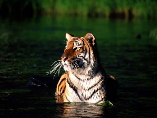 Latest Bengal Tiger Pictures & Wallpaper free Download 2020