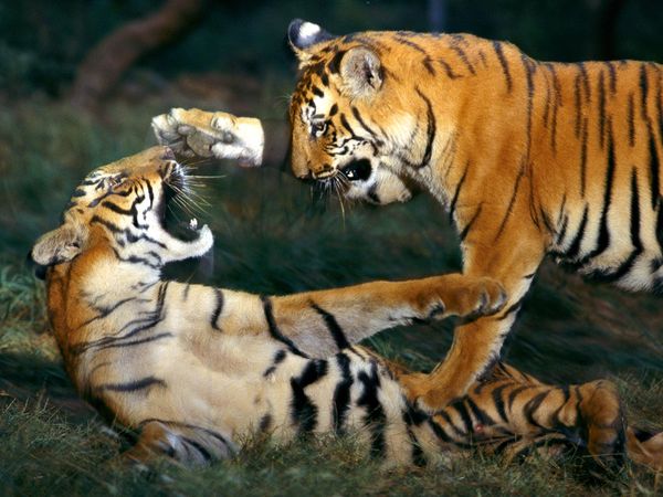 bengal tiger wallpaper download
