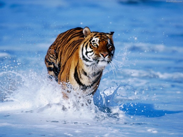 tiger photos