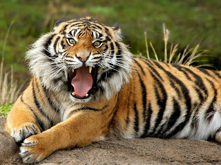 Funny Bengal Tiger Pictures