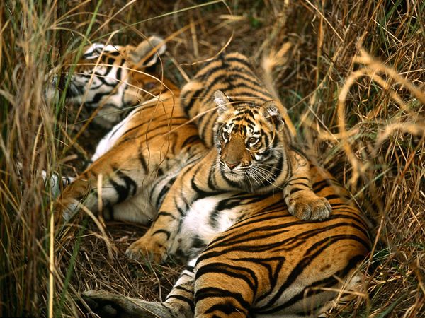 bengal tiger pictures download