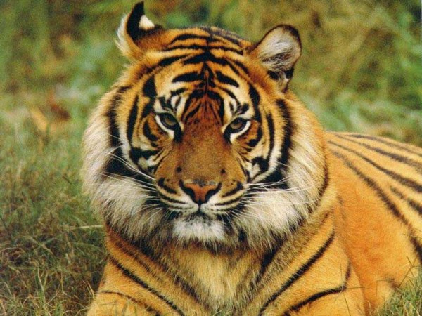 wild bengal tiger pictures