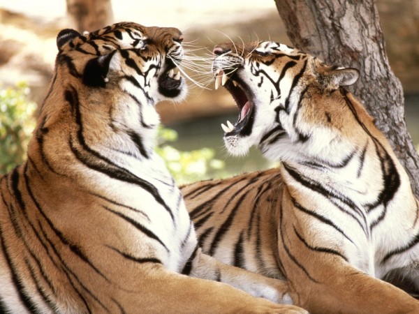 Tiger Couples Images