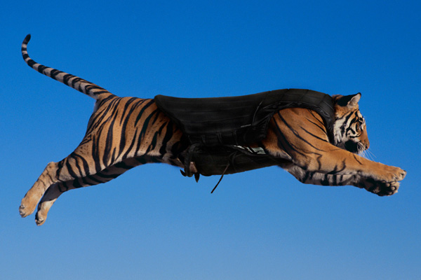 bengal tiger images