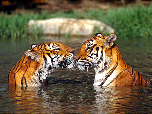 Bengal Tiger Pictures